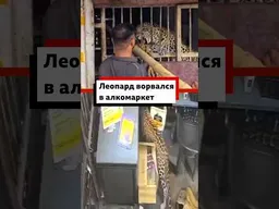 Леопард ворвался в алкомаркет в Индии #природа #животные